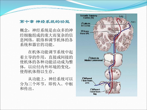 神经生理ppt课件