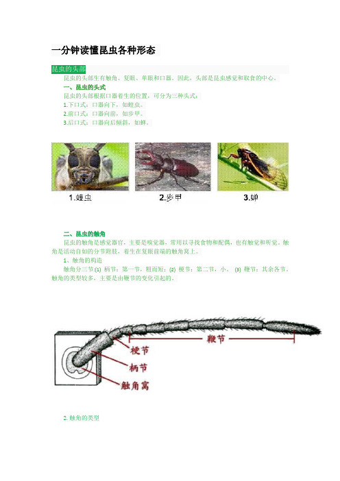 一分钟读懂昆虫各种形态