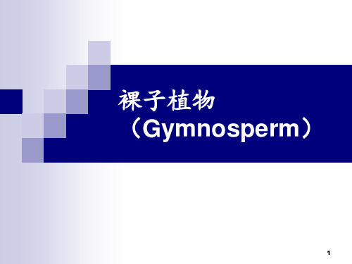 裸子植物(Gymnosperm).PPT