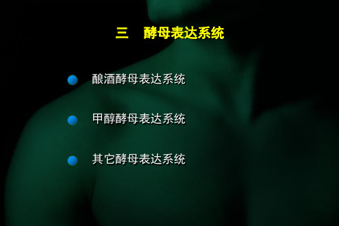 酵母表达系统