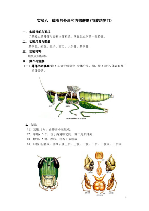 蝗虫的外形和内部解剖