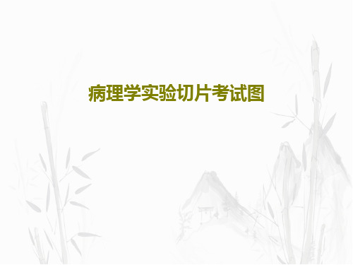 病理学实验切片考试图共41页文档