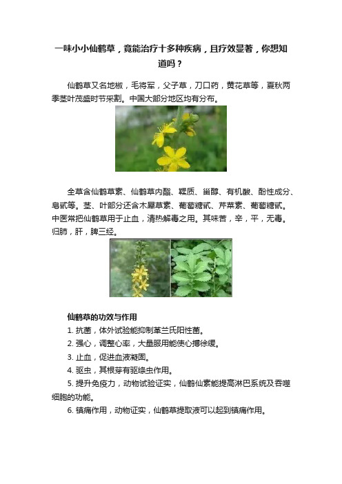 一味小小仙鹤草，竟能治疗十多种疾病，且疗效显著，你想知道吗？