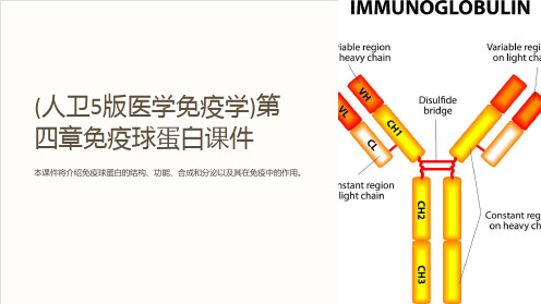 (人卫5版医学免疫学)第四章免疫球蛋白课件