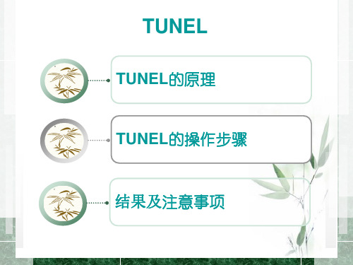 TUNEL法检测细胞凋亡实验原理和方法tunel完成