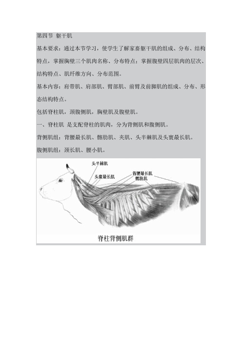 最新整理、吉林动物解剖学教案：第二章肌学02(农林类)畜牧兽医)