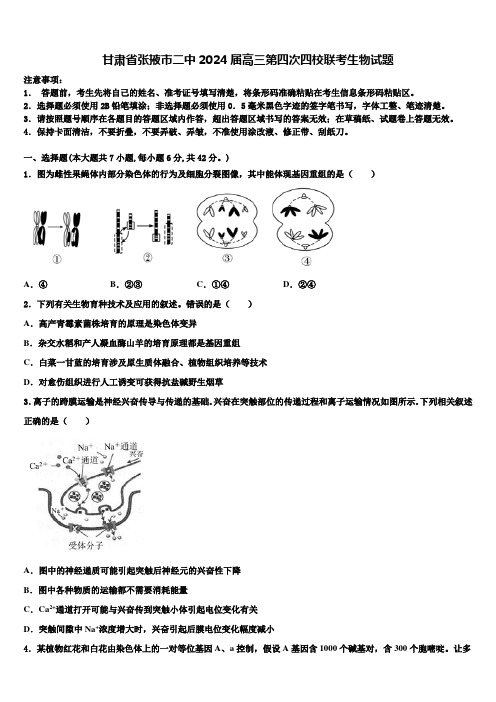 甘肃省张掖市二中2024届高三第四次四校联考生物试题含解析