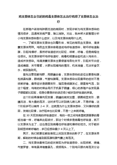 鸡支原体怎么引起的鸡毒支原体怎么治疗鸡得了支原体怎么治疗