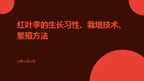 红叶李的生长习性、栽培技术、繁殖方法