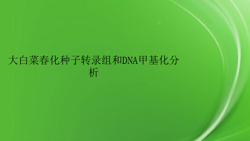 大白菜春化种子转录组和DNA甲基化分析