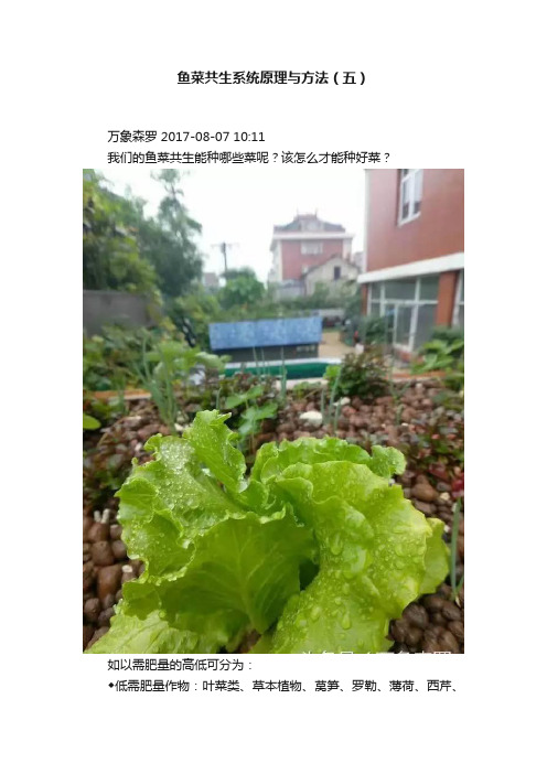 鱼菜共生系统原理与方法（五）