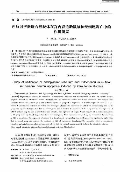 内质网应激联合线粒体在宫内窘迫胎鼠脑神经细胞凋亡中的作用研究