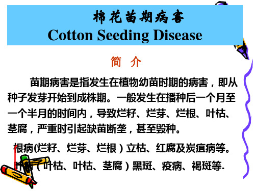 棉花苗期病害