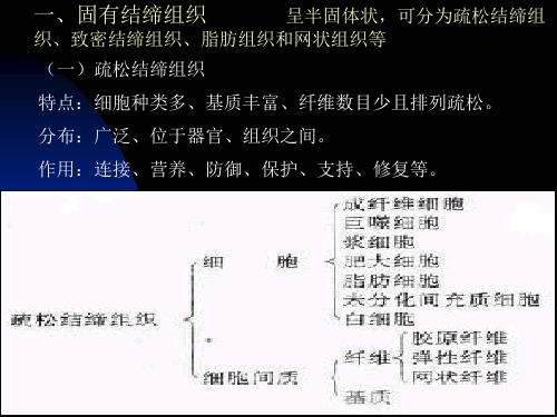 结缔组织