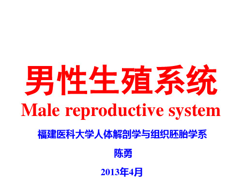 组织学与胚胎学 第18章 男性生殖系统