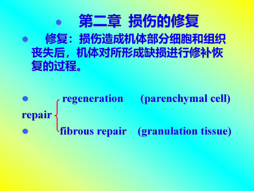 2损失的修复 温州医科大学 基础医学院病理学讲义