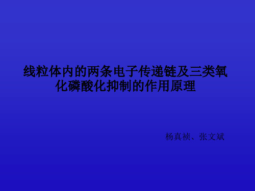 第一题线粒体内的两条电子传递链及三类氧化磷酸化抑制的作用原理