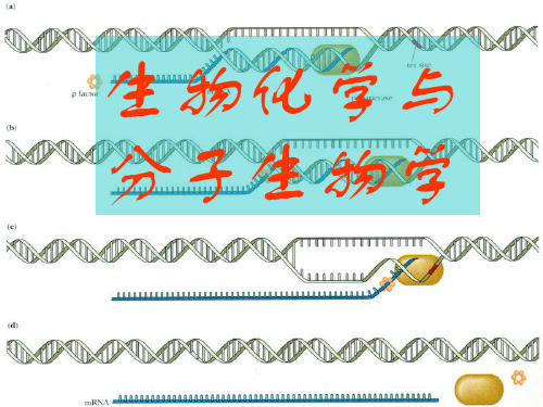 生物化学与分子生物学PPT课件讲义