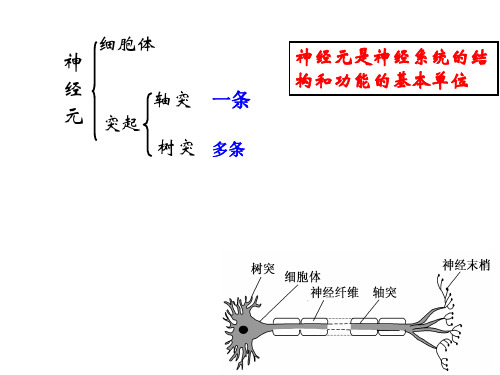 高中生物课件-动物生命活动的调节1