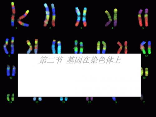 精品课件 生物必修2遗传与进化全套课件ppt 精品课件 15