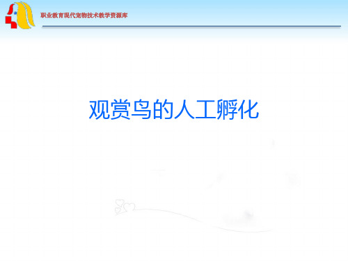 观赏鸟的人工孵化.ppt