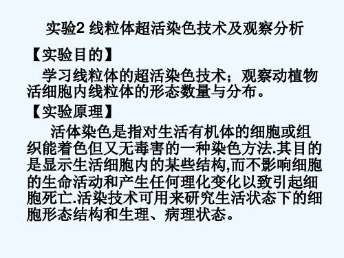 实验二 线粒体超活染色技术及观察