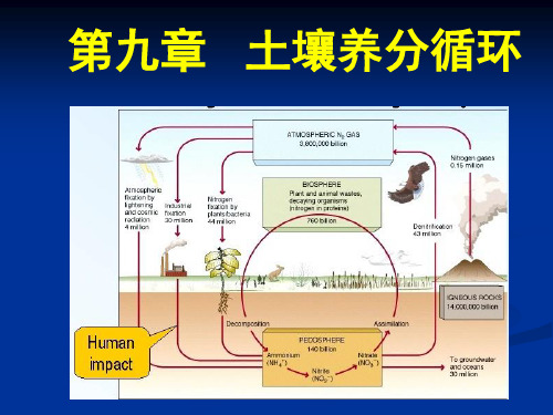 9、第九章 土壤养分循环