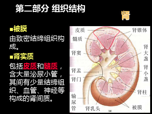 四肾脏切片PPT课件