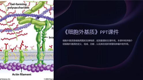 《细胞外基质》课件