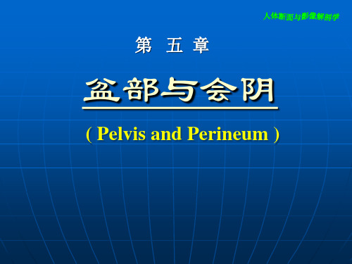 断层解剖盆部与会阴