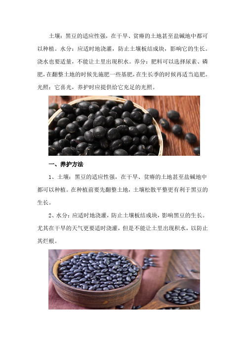 黑豆的养殖方法和注意事项