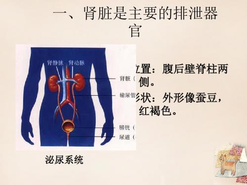 河北省迁安市杨店子镇联合中学七年级生物下册第三章第