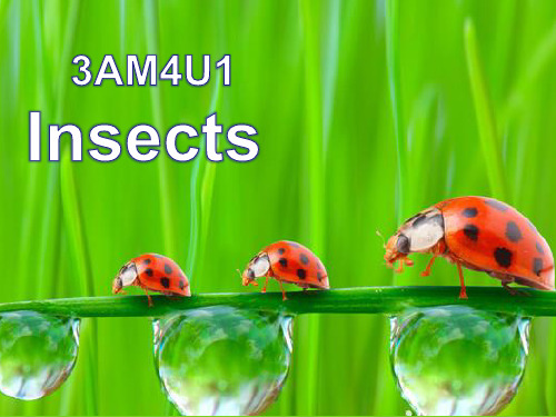 牛津上海版三年级英语上册 M4U1-Insects