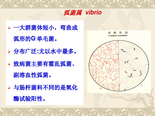 医学微生物学：弧菌属  vibrio