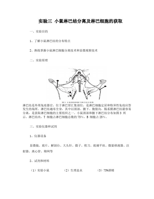 实验三_小鼠淋巴结分离及淋巴细胞的获取