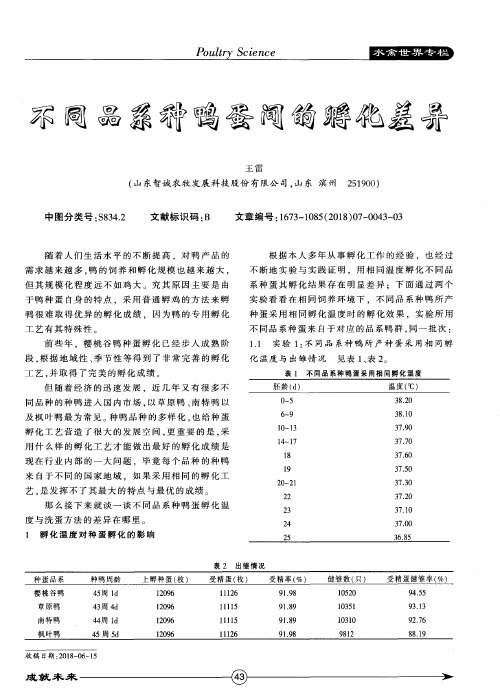 不同品系种鸭蛋间的孵化差异