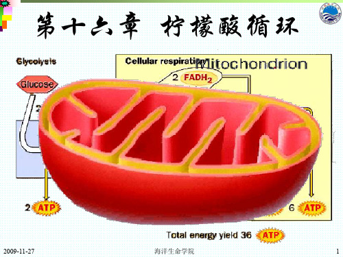 中国海洋大学生物化学16 三羧酸循环-课件