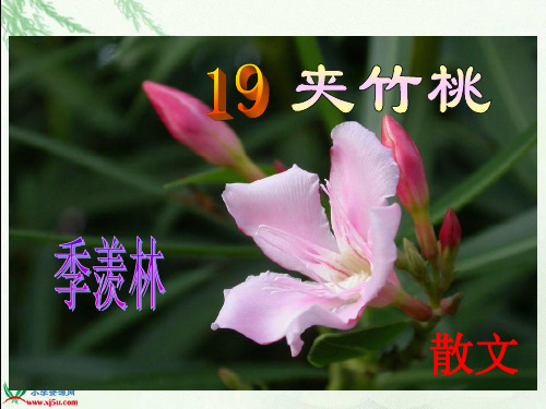 19《夹竹桃》