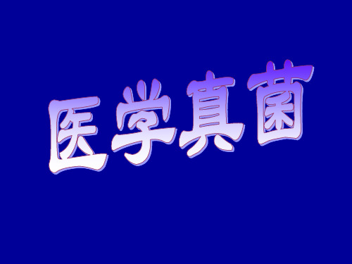 真菌培养基