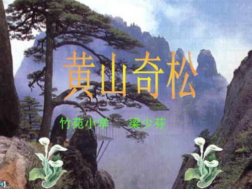 《黄山奇松》课件