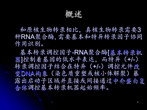 真核生物转录及转录水平的调控(上)PPT课件