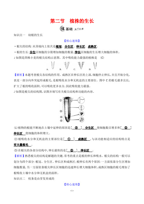 2023年人教版七年级上册生物第三单元第二章第二节植株的生长