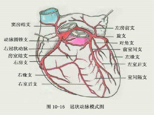 冠脉造影与支架置入术完美版PPT