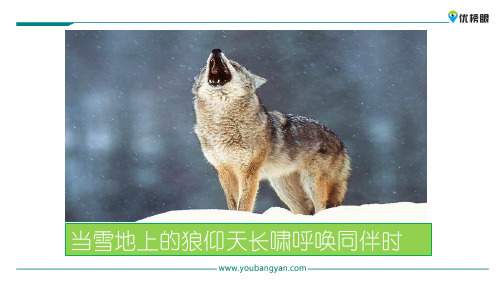 【精品课件学习】六年级下册语文课件 4 珍珠鸟新课标改编版_31-35