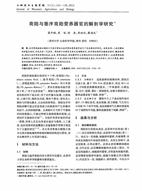 商陆与垂序商陆营养器官的解剖学研究