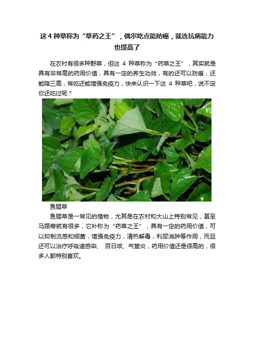 这4种草称为“草药之王”，偶尔吃点能防癌，就连抗病能力也提高了