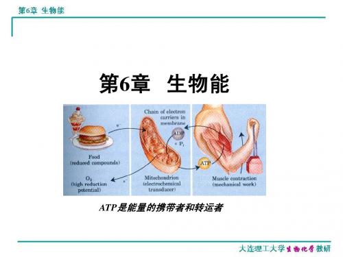 生物化学6-生物能