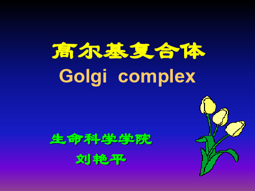 高尔基复合体golgi