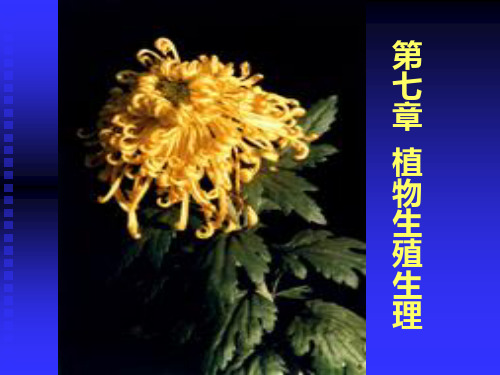 2010第7章  植物的成花植物的生殖生理