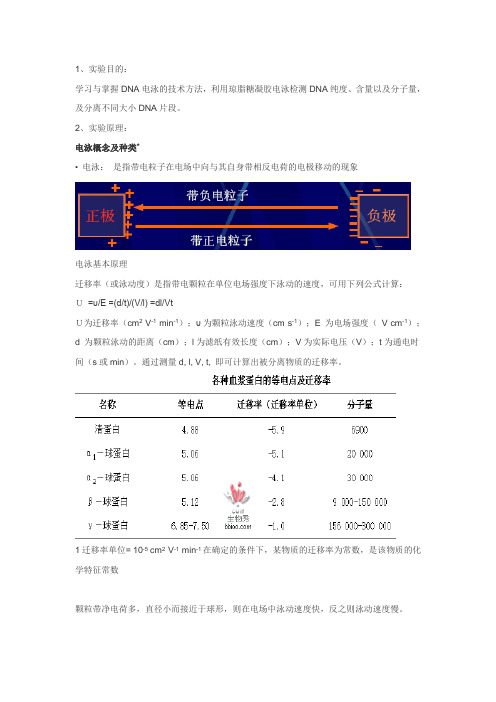 琼脂糖凝胶电泳技术